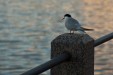 IMG_5098